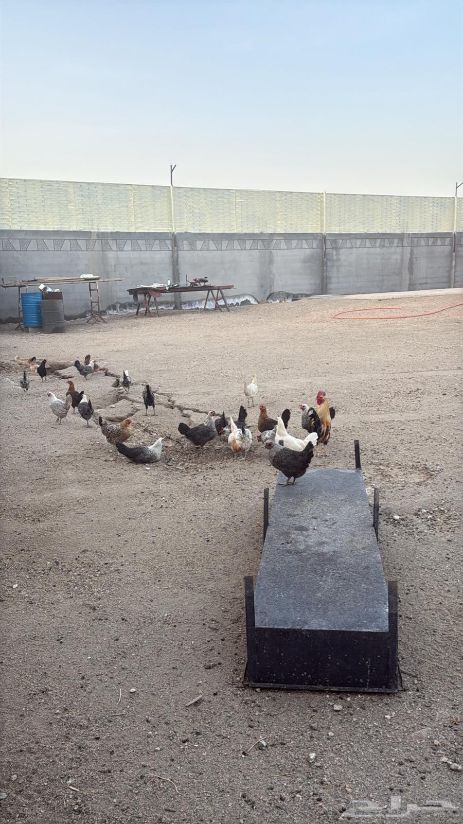 السلام عليكم ورحمة الله وبركاته64409740950531110