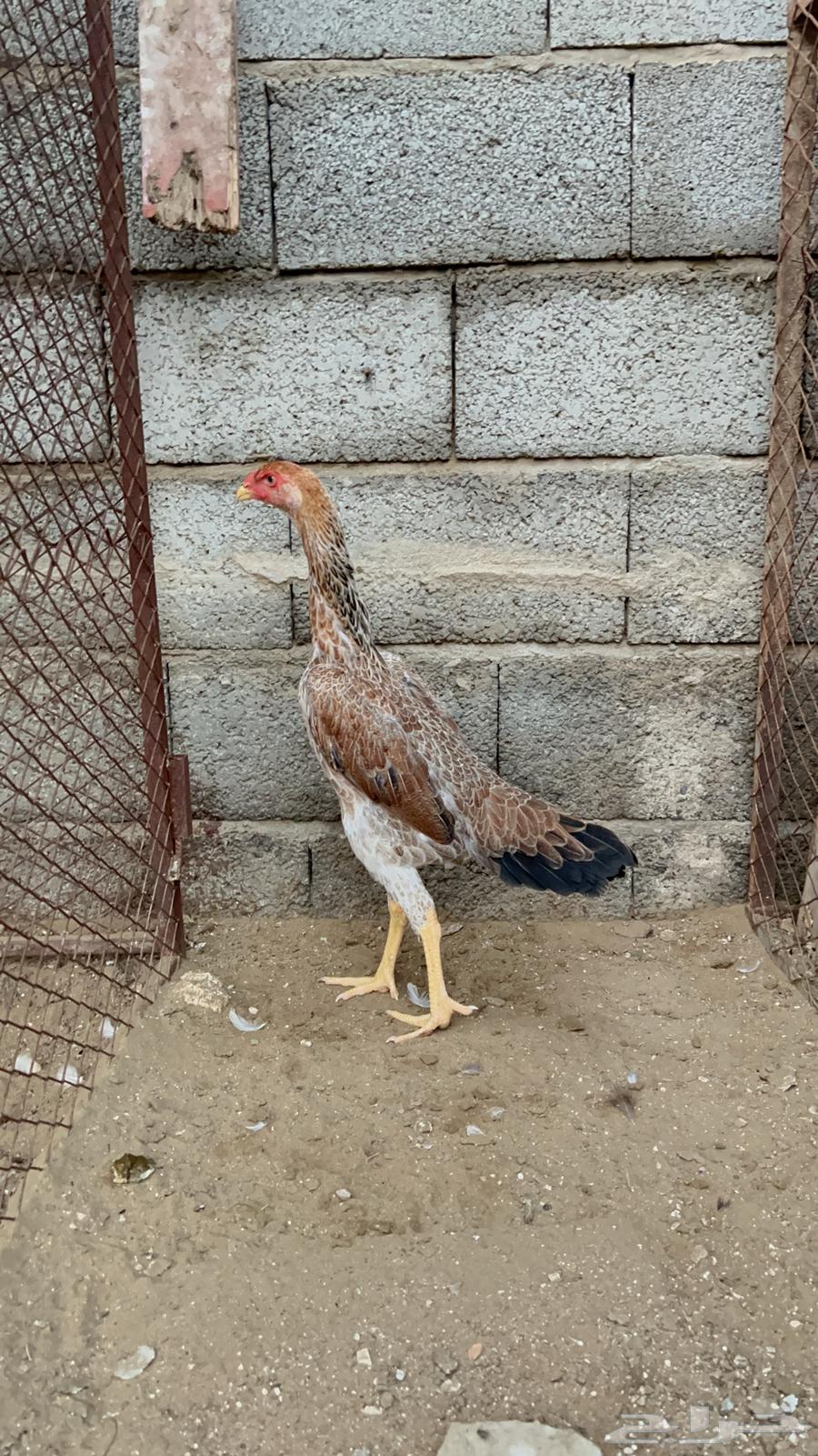 دجاجه شامو الماني64406110510339110