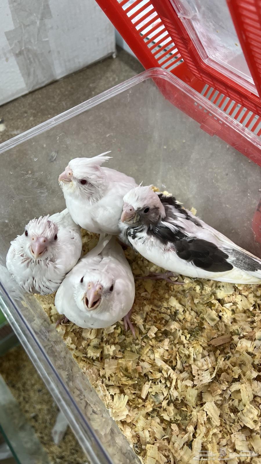 فروخ كروان64410907595265110