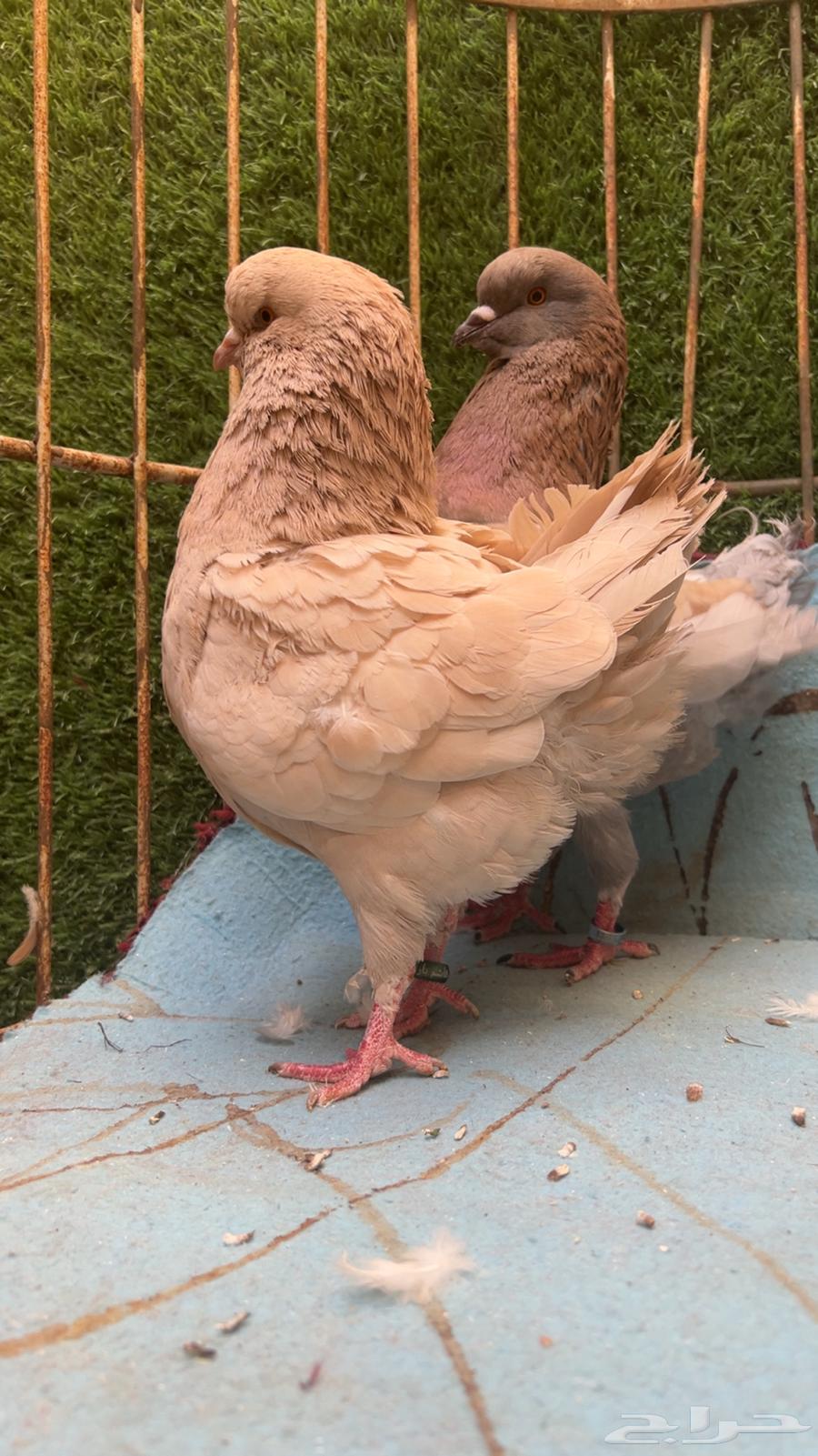 جوز كنق للبيع64405167337602110