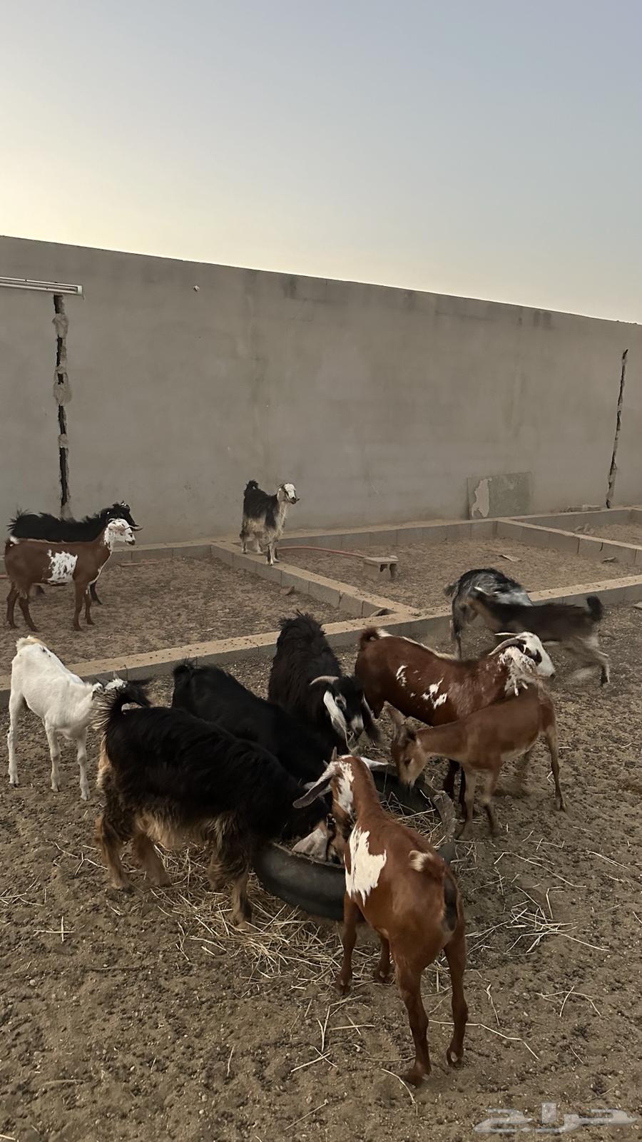 5جفار و 7 تيوس ذبايح أو تربية64410961256707110