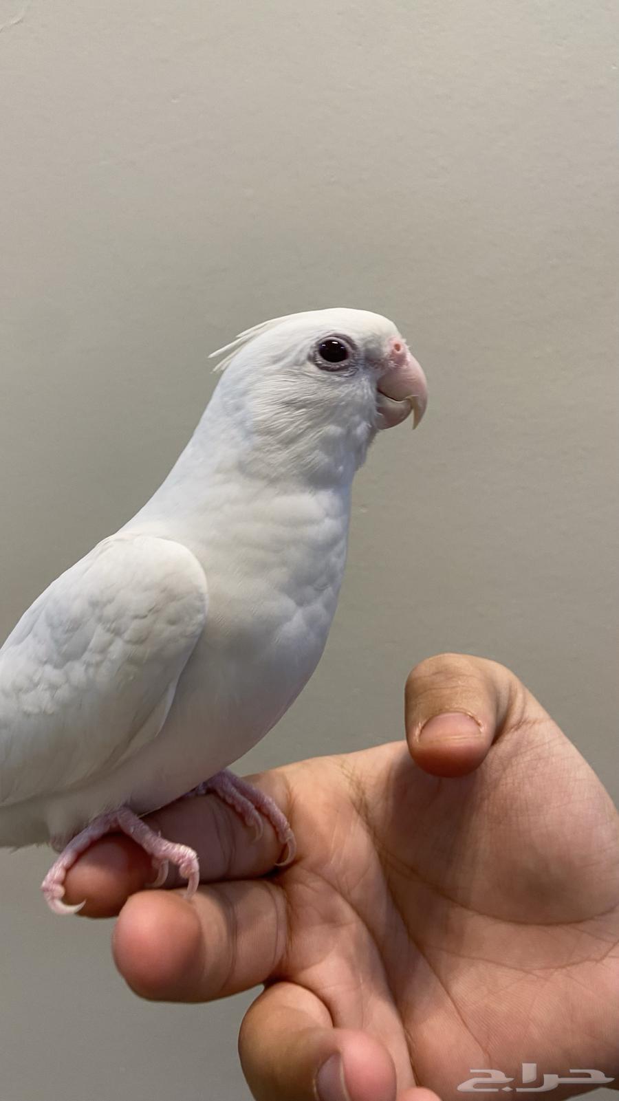 Pino Crown Internal and External Talking Super Jumbo Number64410880884739113