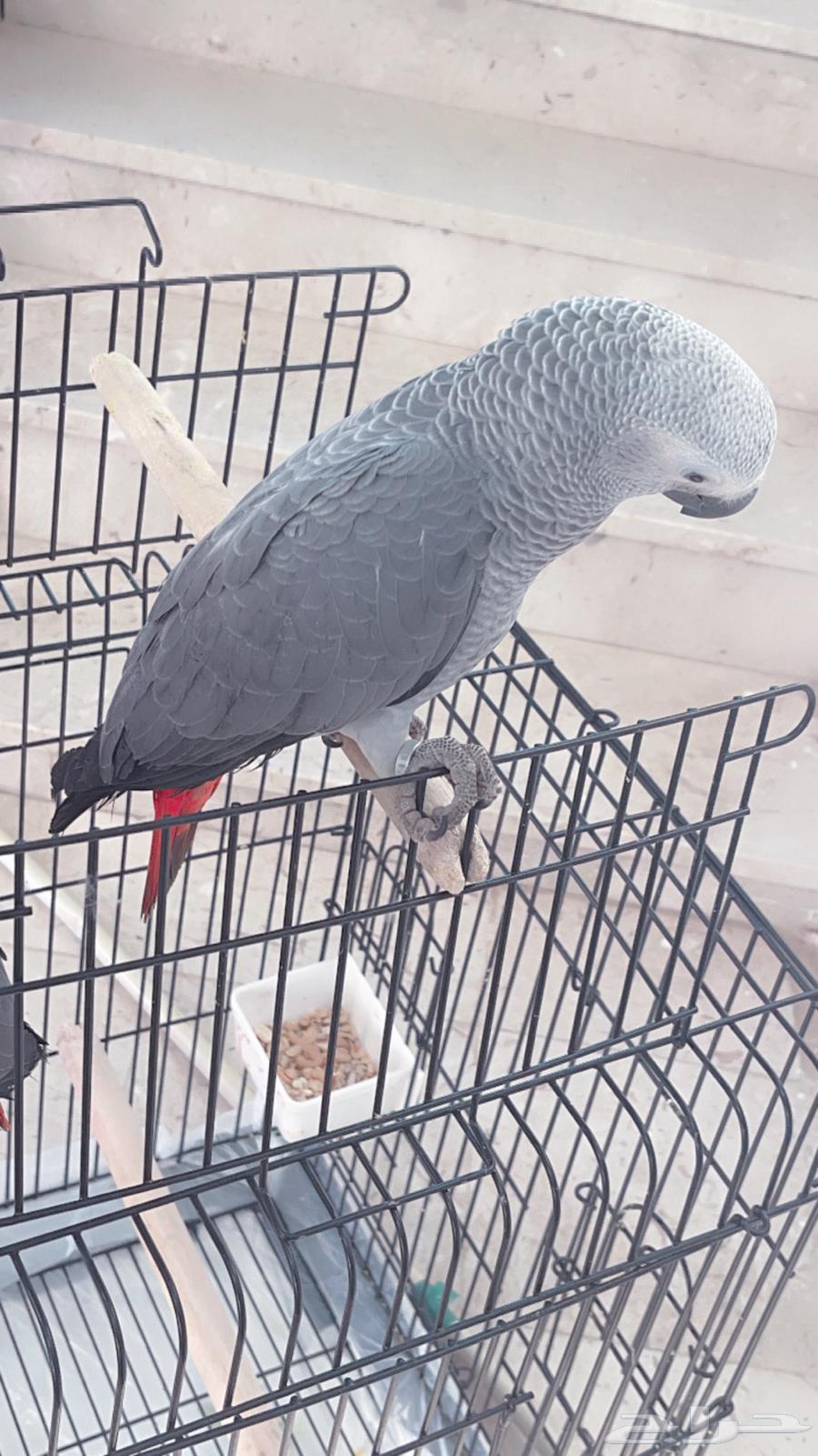 كاسكو هدد نشبه64408329606787111