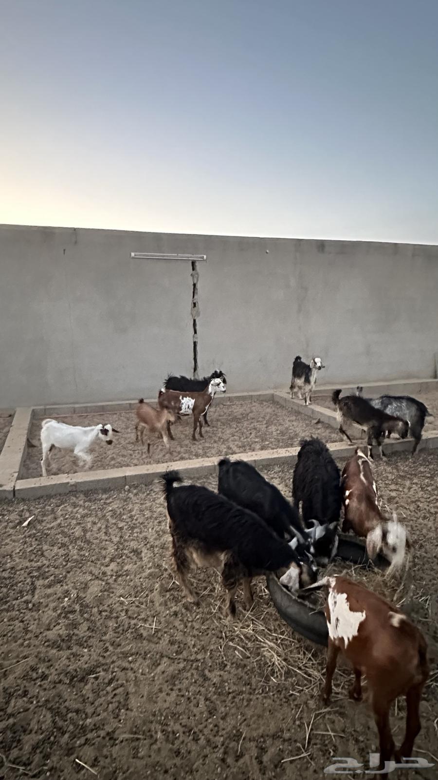 5جفار و 7 تيوس ذبايح أو تربية64410961256707111