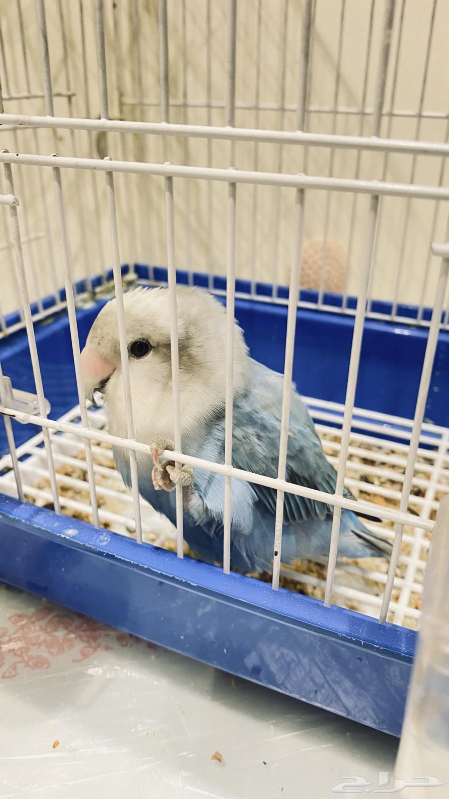 Bird of the Day64405555283715110