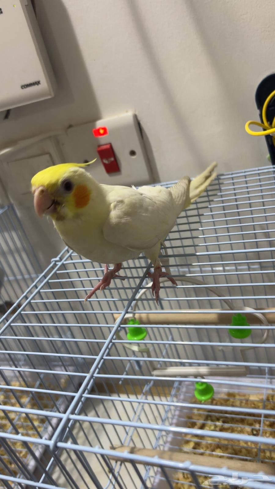 Tame Latino Crow (Sold)64409283058561113