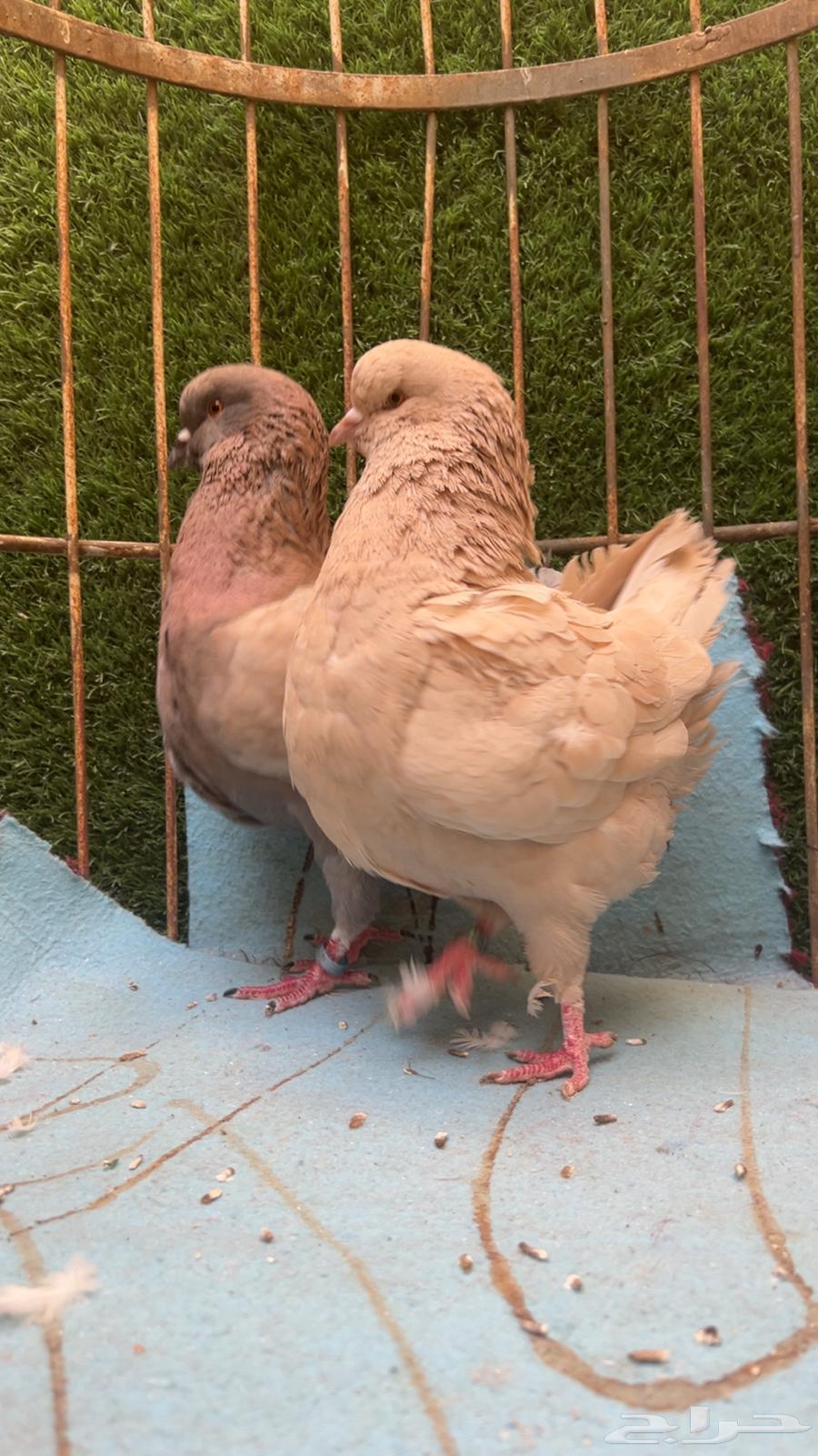 جوز كنق للبيع64405167337602111