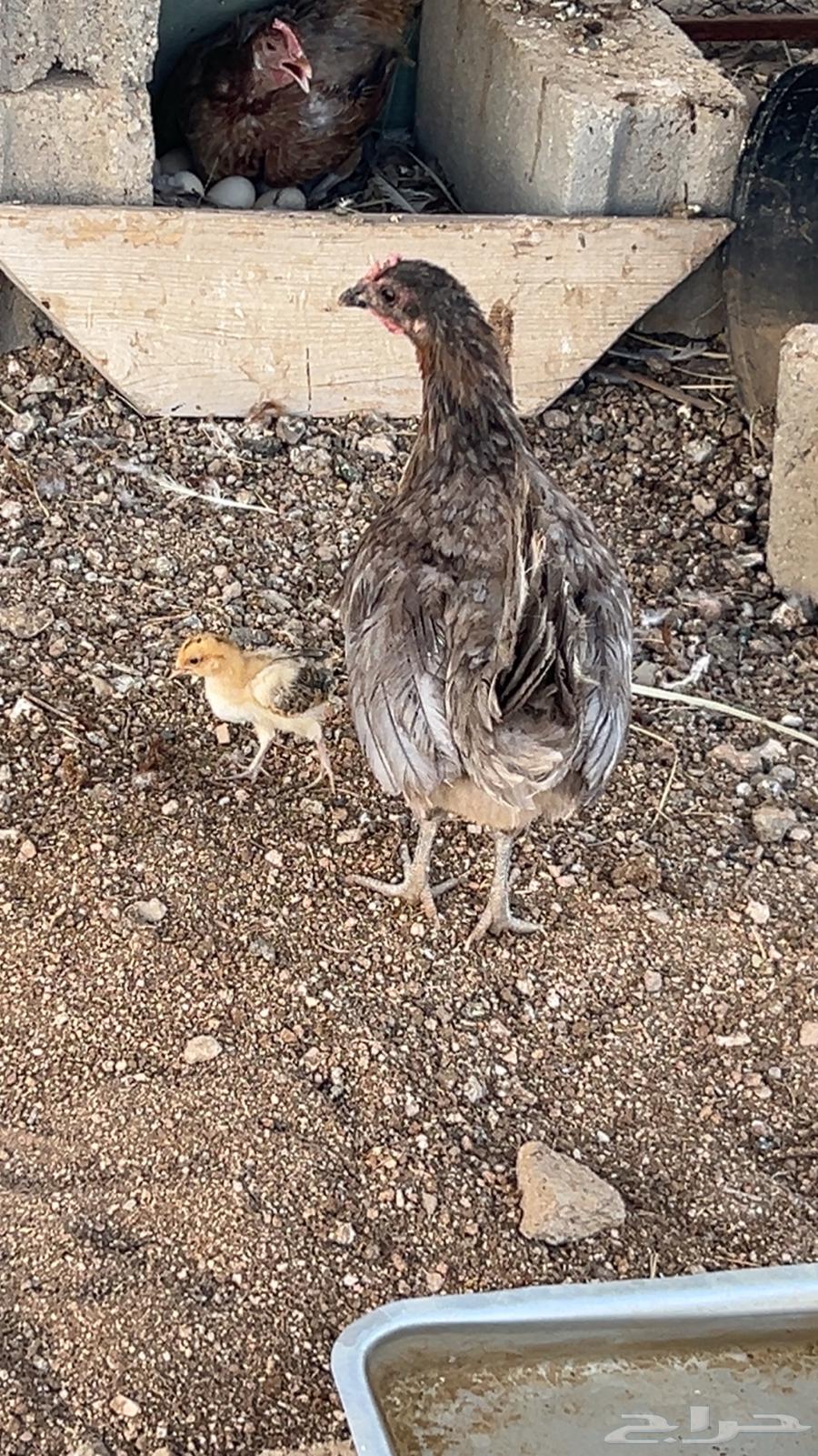 دجاج مع شبكه للبيع رفائع الجمش64409227072130113