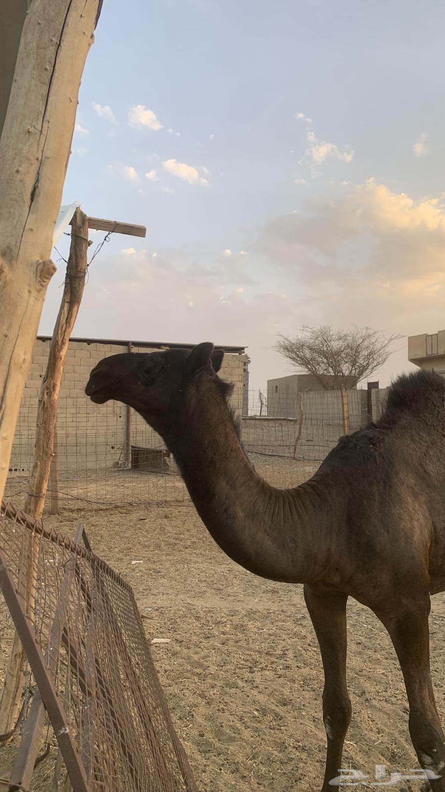 قعود للبيع64410275542147110