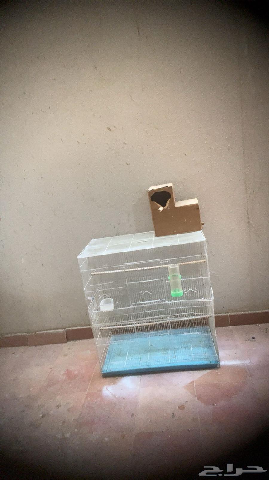 قفص طيور للبيع64409948804995112