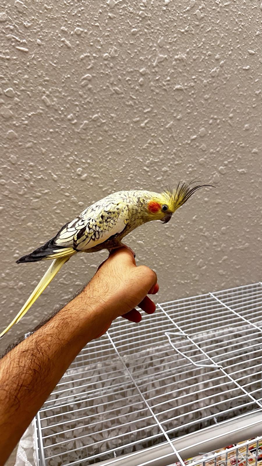 للبيع كروان ذكر هدد64406110518787112