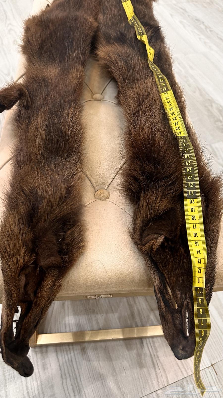 فرو جلد ذيب روسي ( حقيقي)64407880638339111
