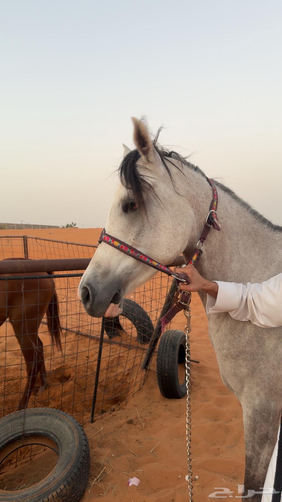 حصان64409934852867113