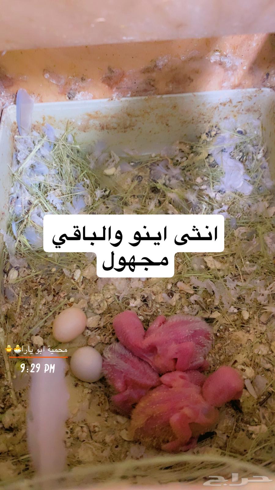 Rooster chicks, some of them known breed, new photos of chicks (Sold)64410391502849112