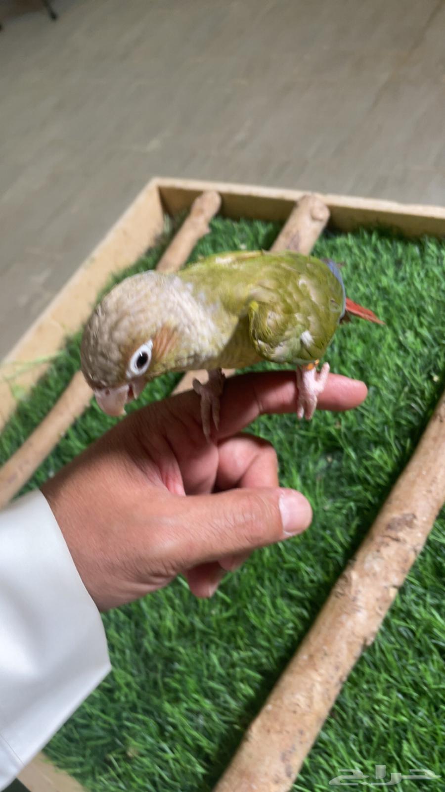 كنيور وليف فرخ ( تم البيع )64411781866498111