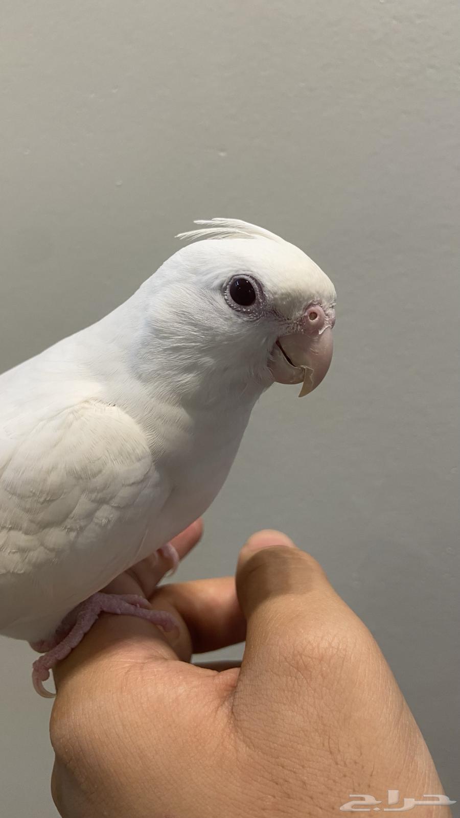 Pino Crown Internal and External Talking Super Jumbo Number64410880884739110