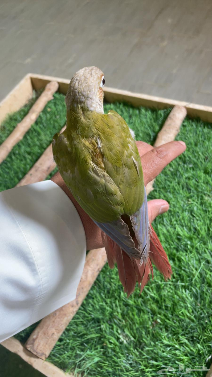 كنيور وليف فرخ ( تم البيع )64411781866498113