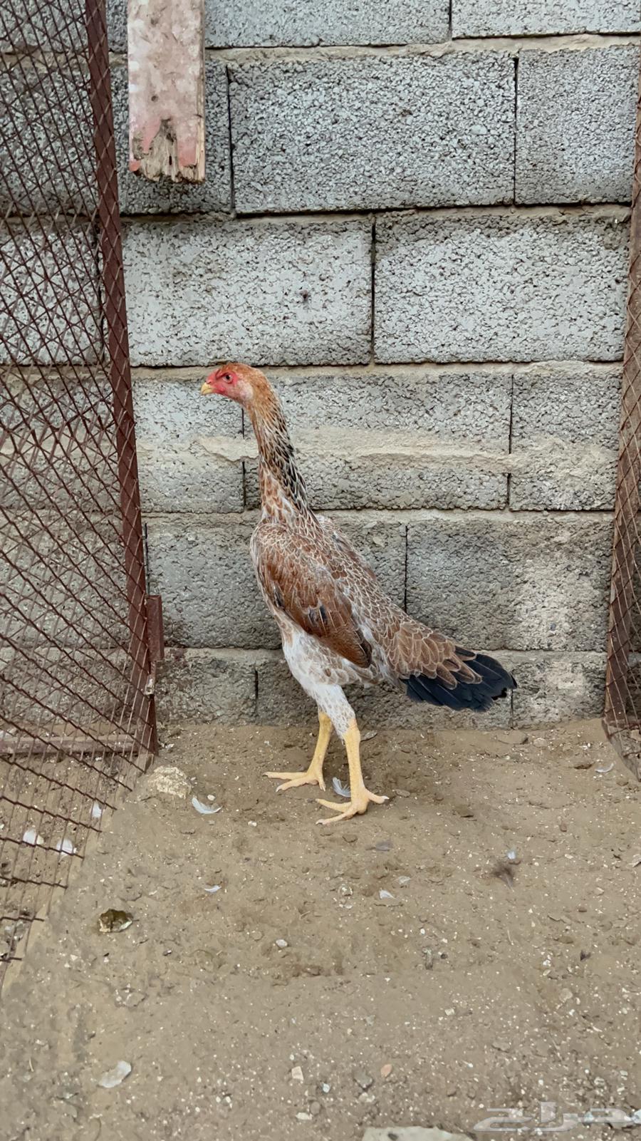 دجاجه شامو الماني64406110510339113