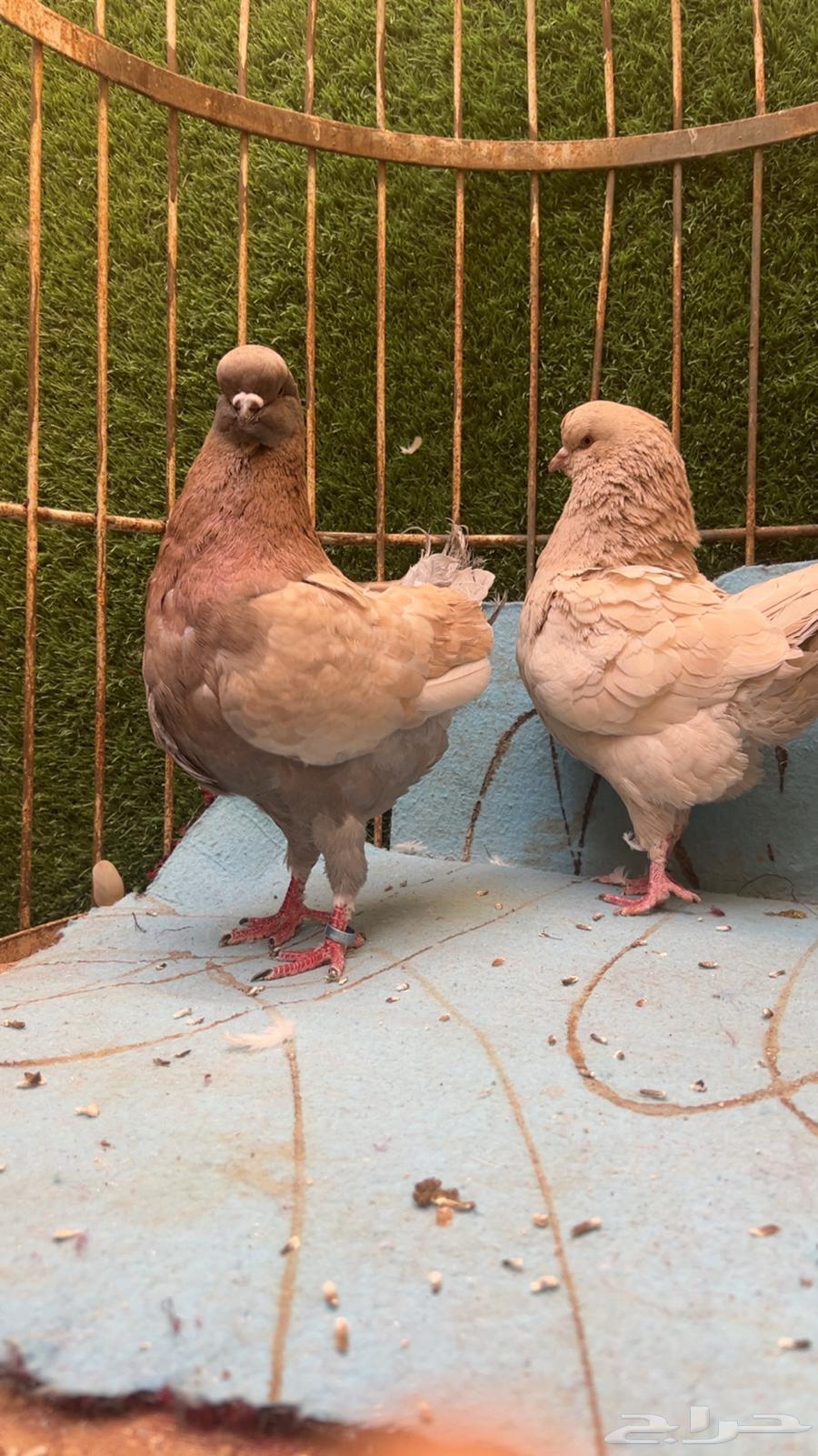 جوز كنق للبيع64405167337602112