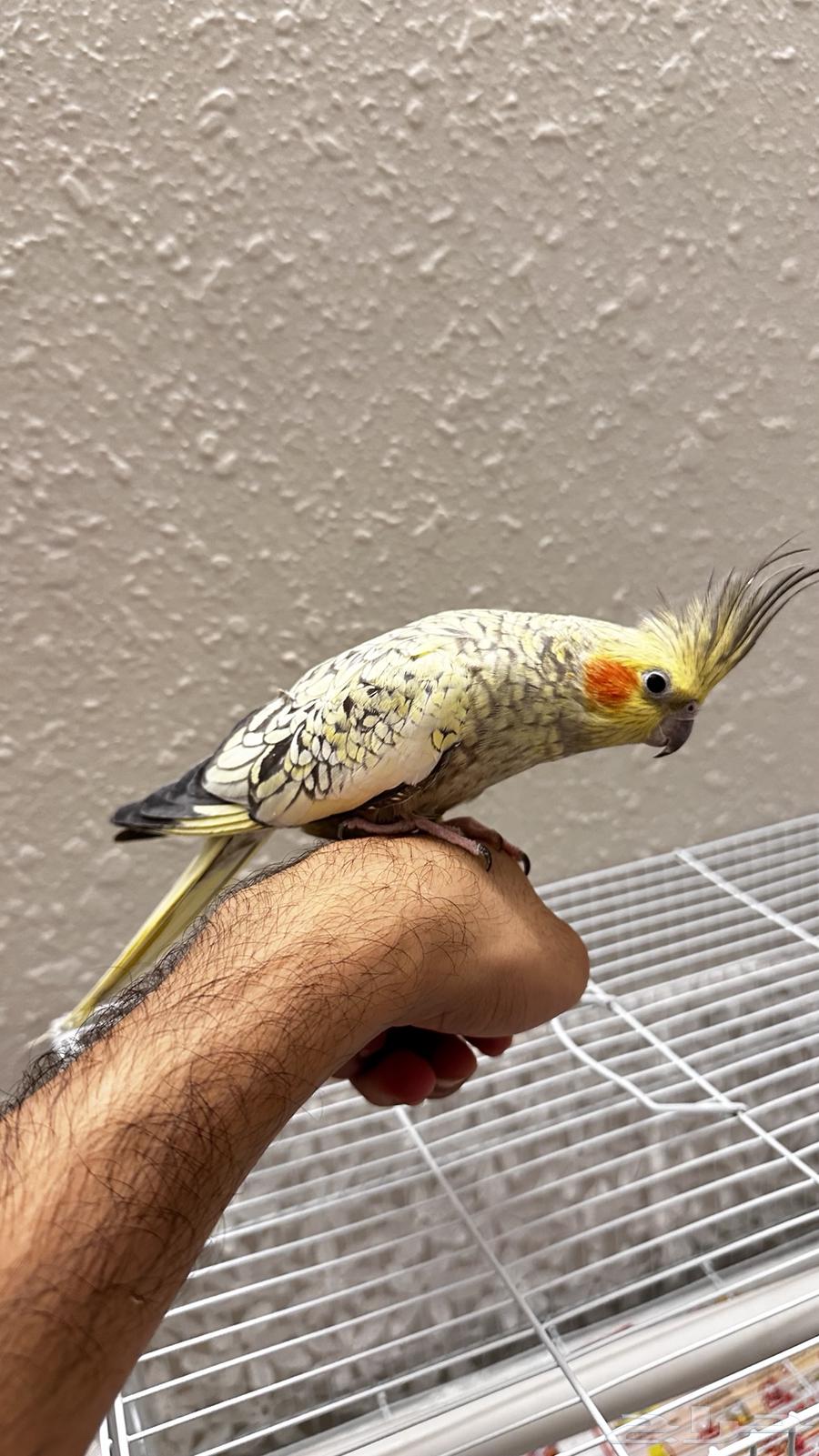 للبيع كروان ذكر هدد64406110518787113