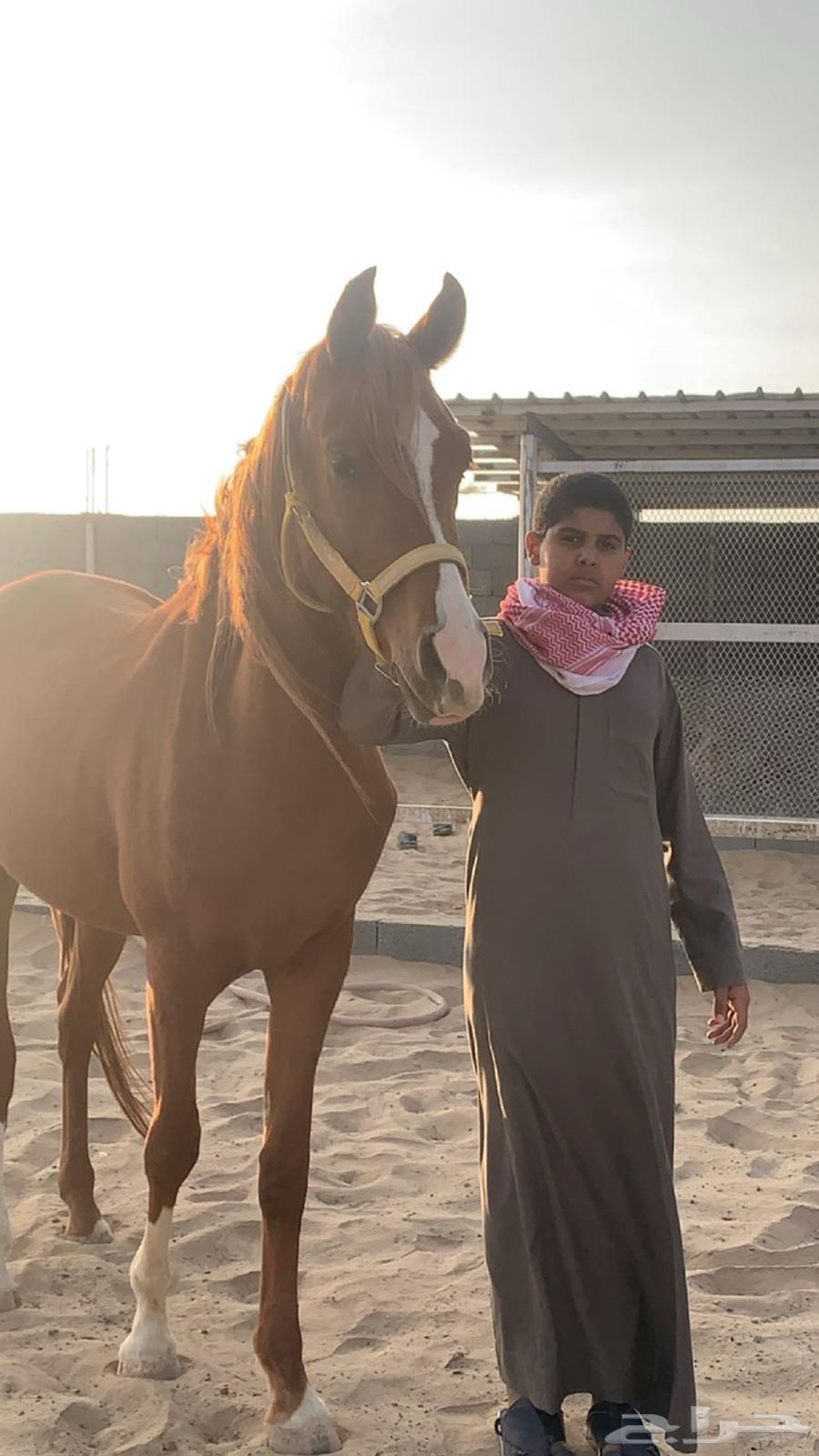 حصان فحل64411768530179112