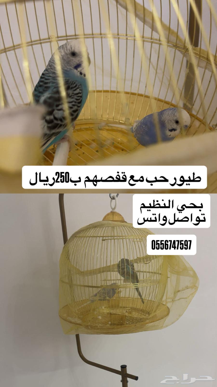 طيور حب ثنين مع قفصهم ب 250 بيع مستعجل وكلموني واتس فقطط64406179729537110