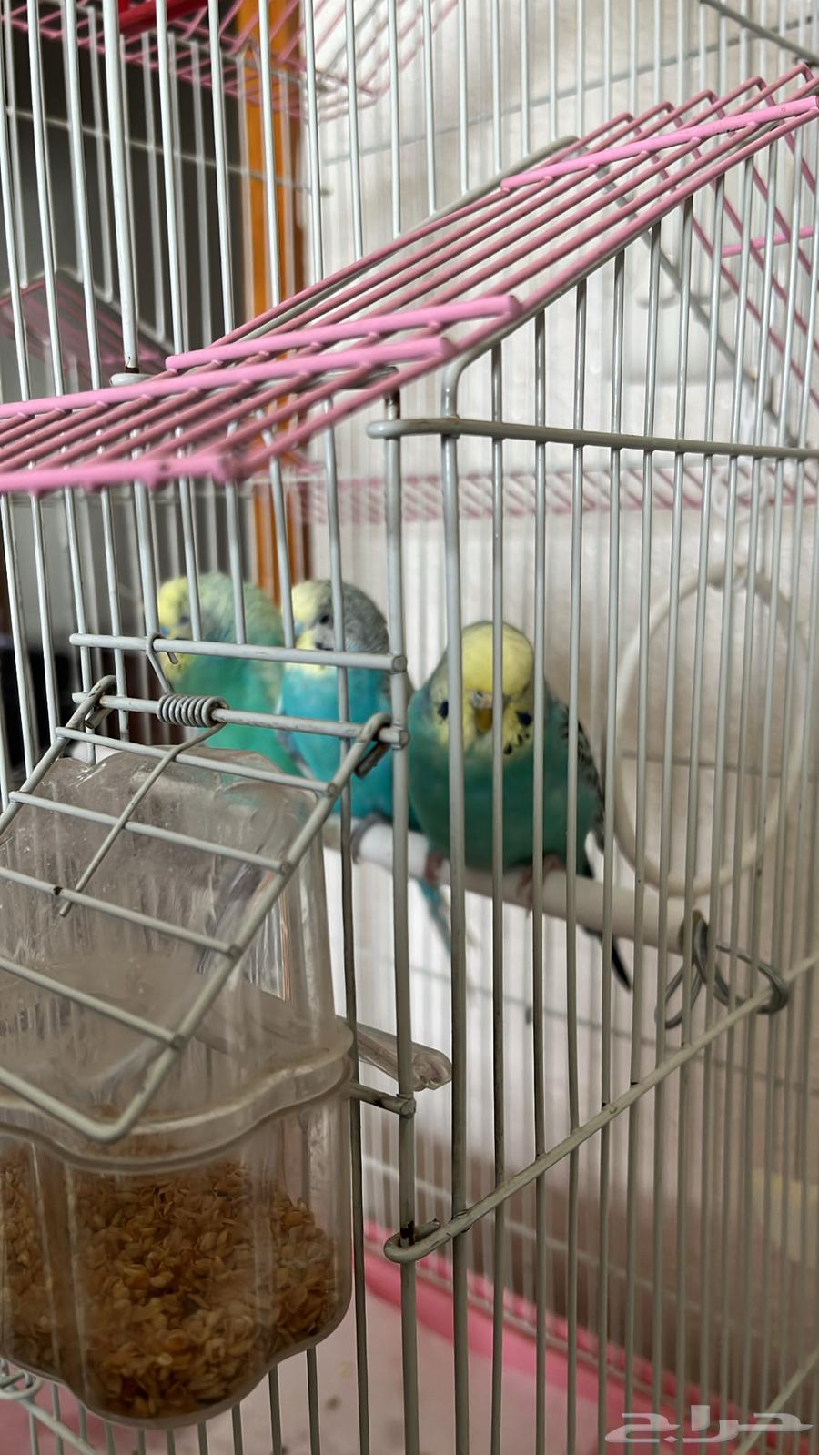 طيور الحب64407628514690111