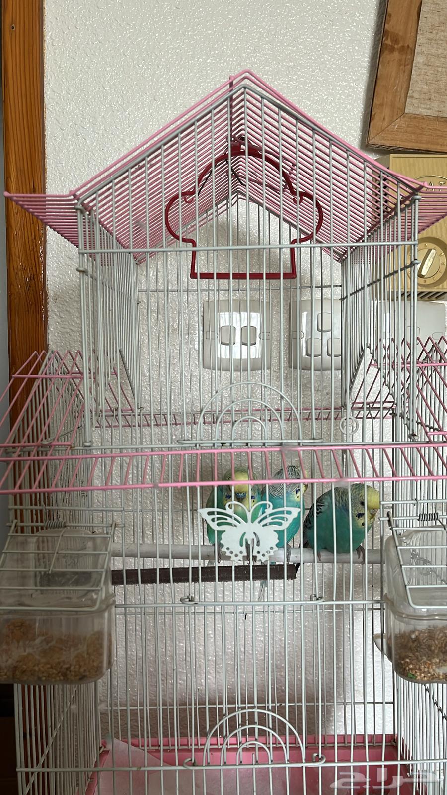 طيور الحب64407628514690113