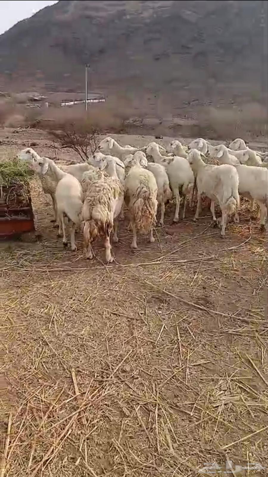 لبيع ضان64412197374081112