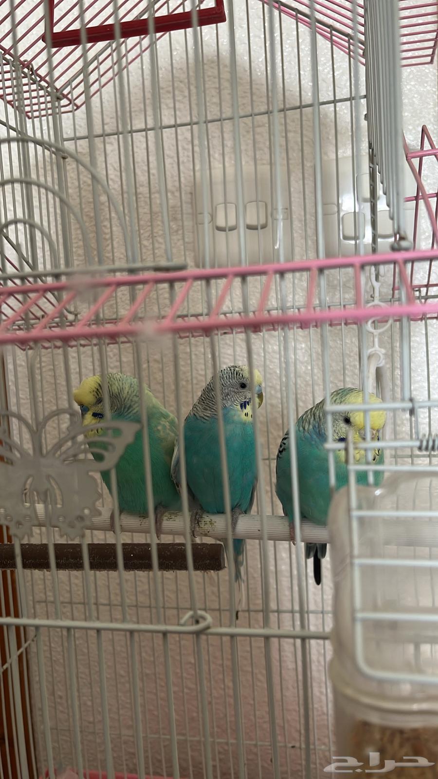 طيور الحب64407628514690110