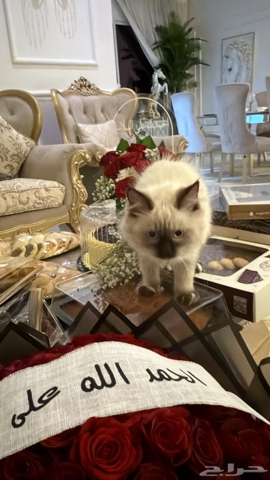 قطوه هملايا64407363924354111