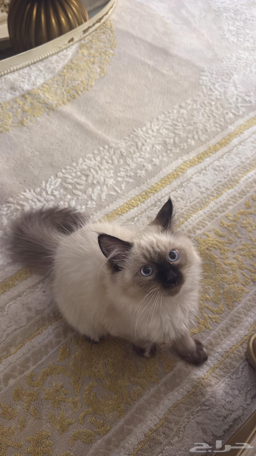 قطوه هملايا64407363924354110