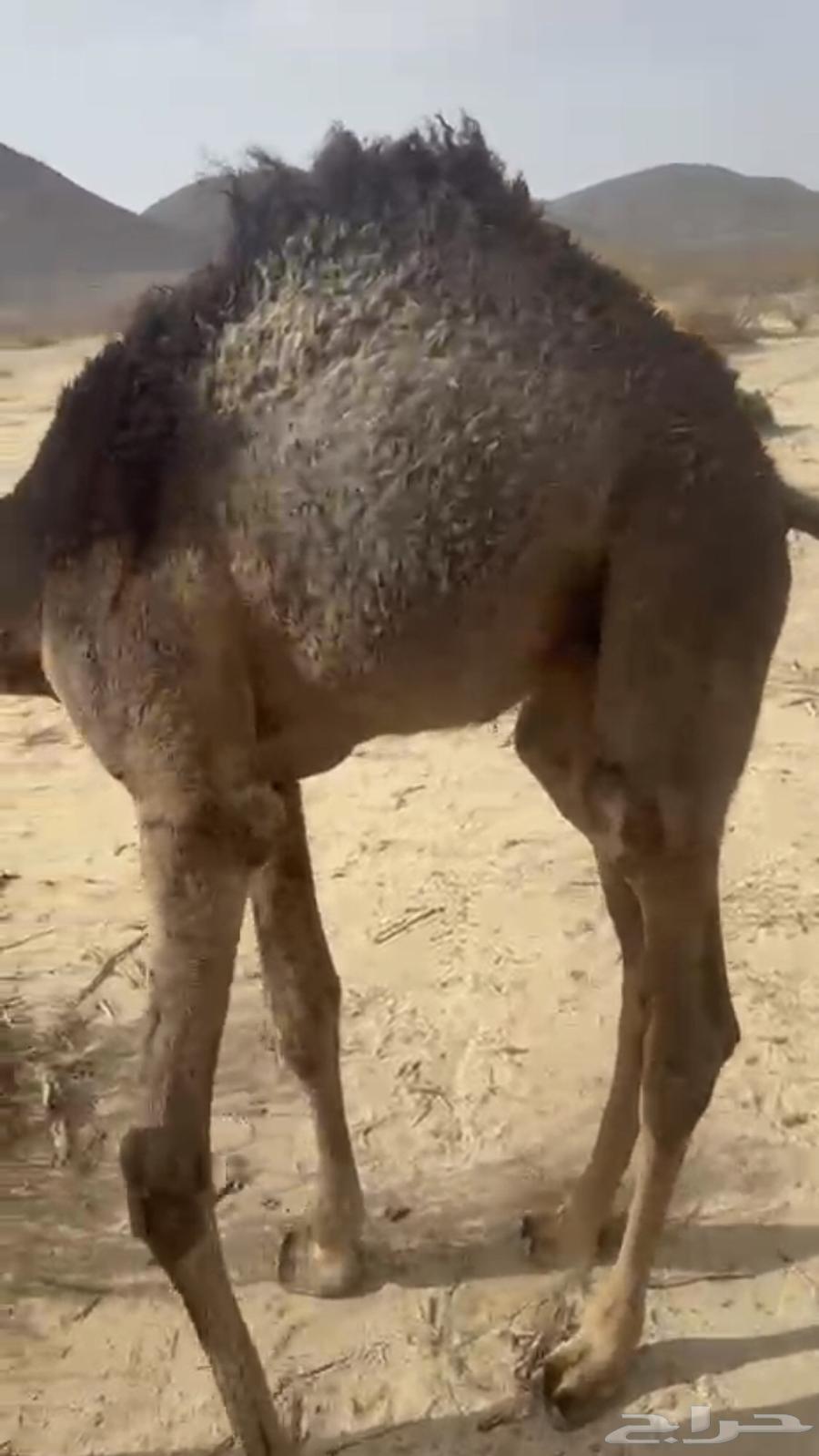 قعود لباني على حليب امه اثمان64408920072321113