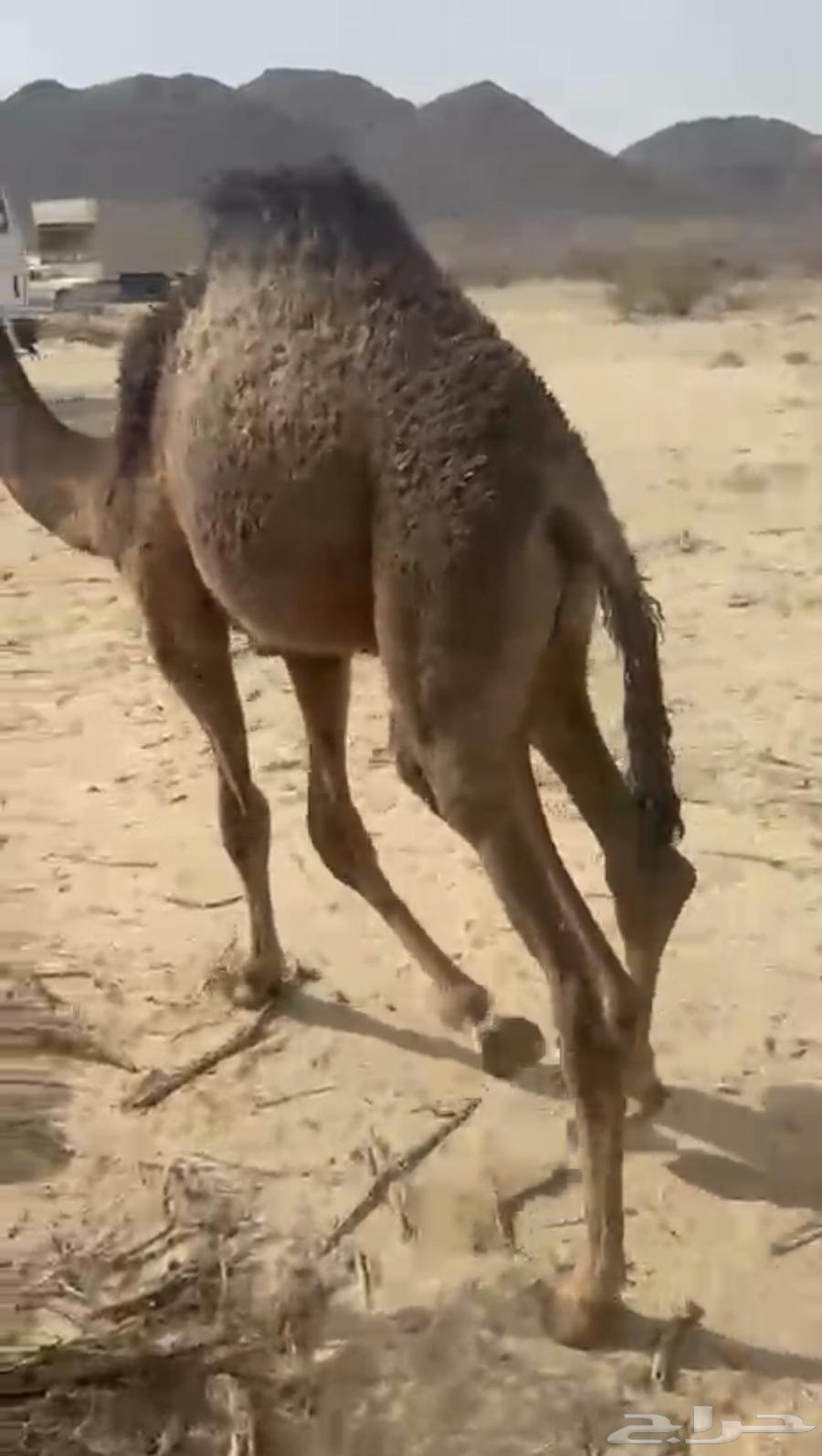 قعود لباني على حليب امه اثمان64408920072321110