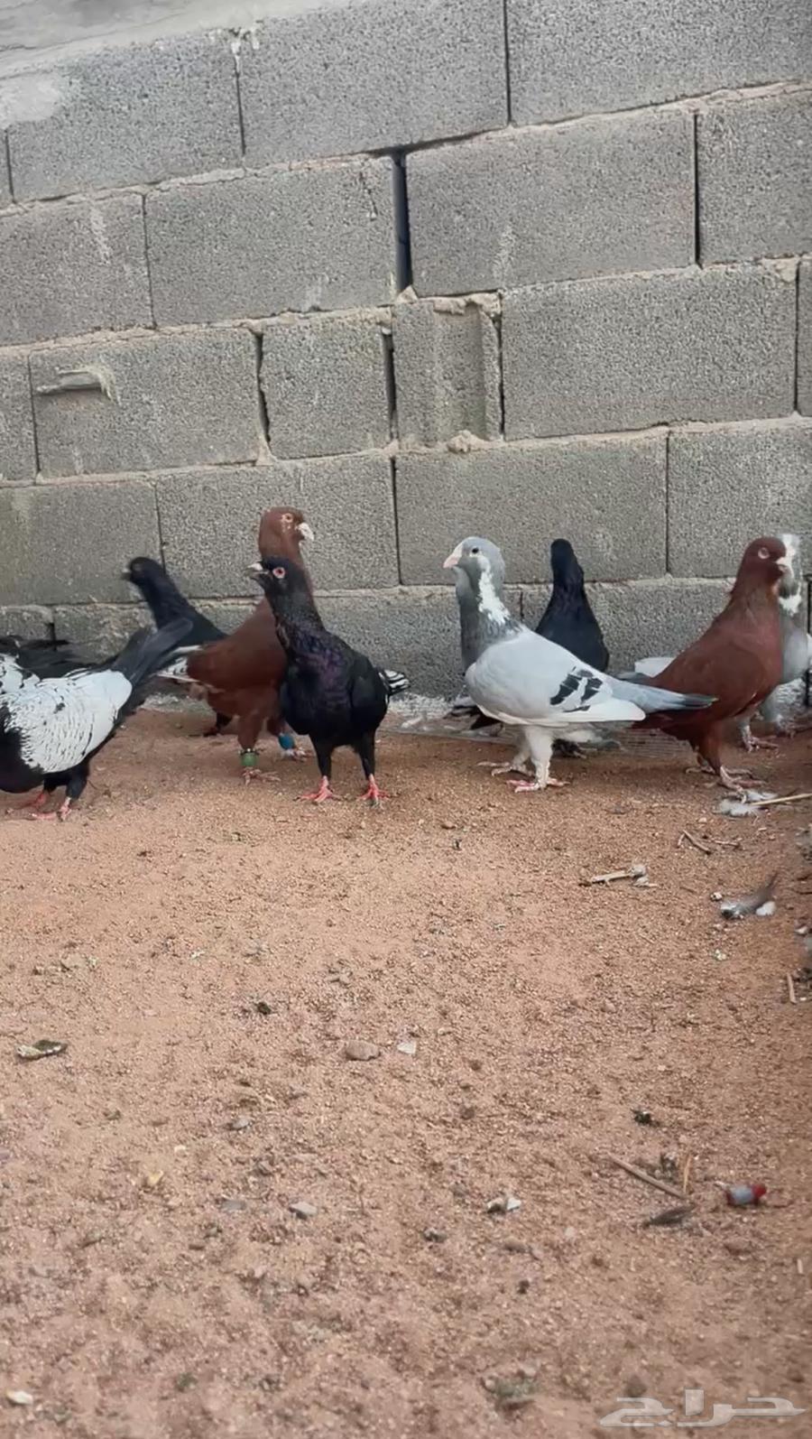 شامي خشن64406555051137112