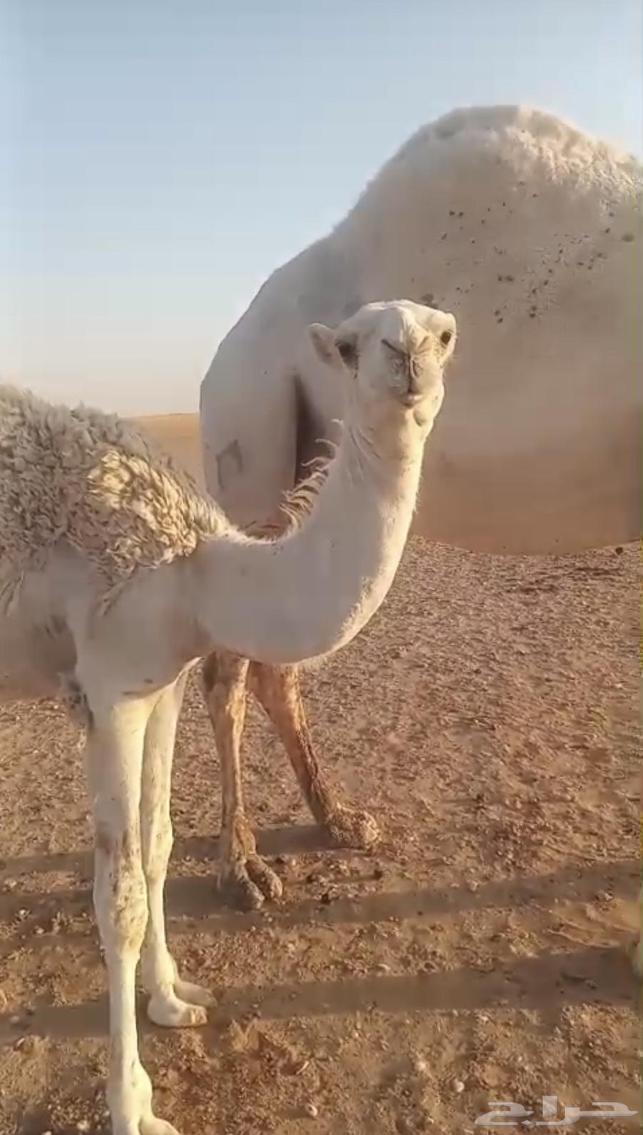 For sale, high-quality purebred foal, age from 7 months and above64405306559105110