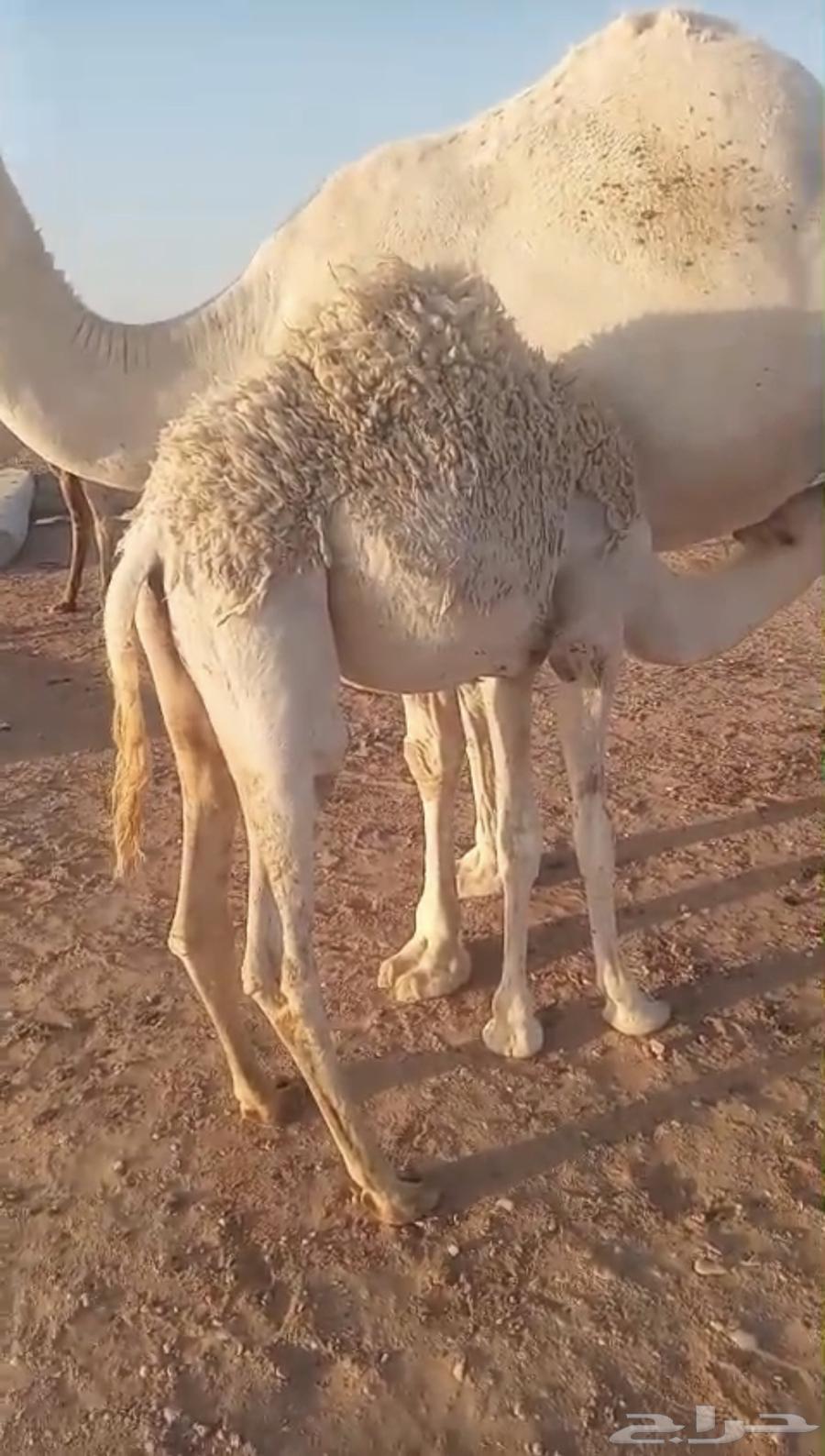 For sale, high-quality purebred foal, age from 7 months and above64405306559105113