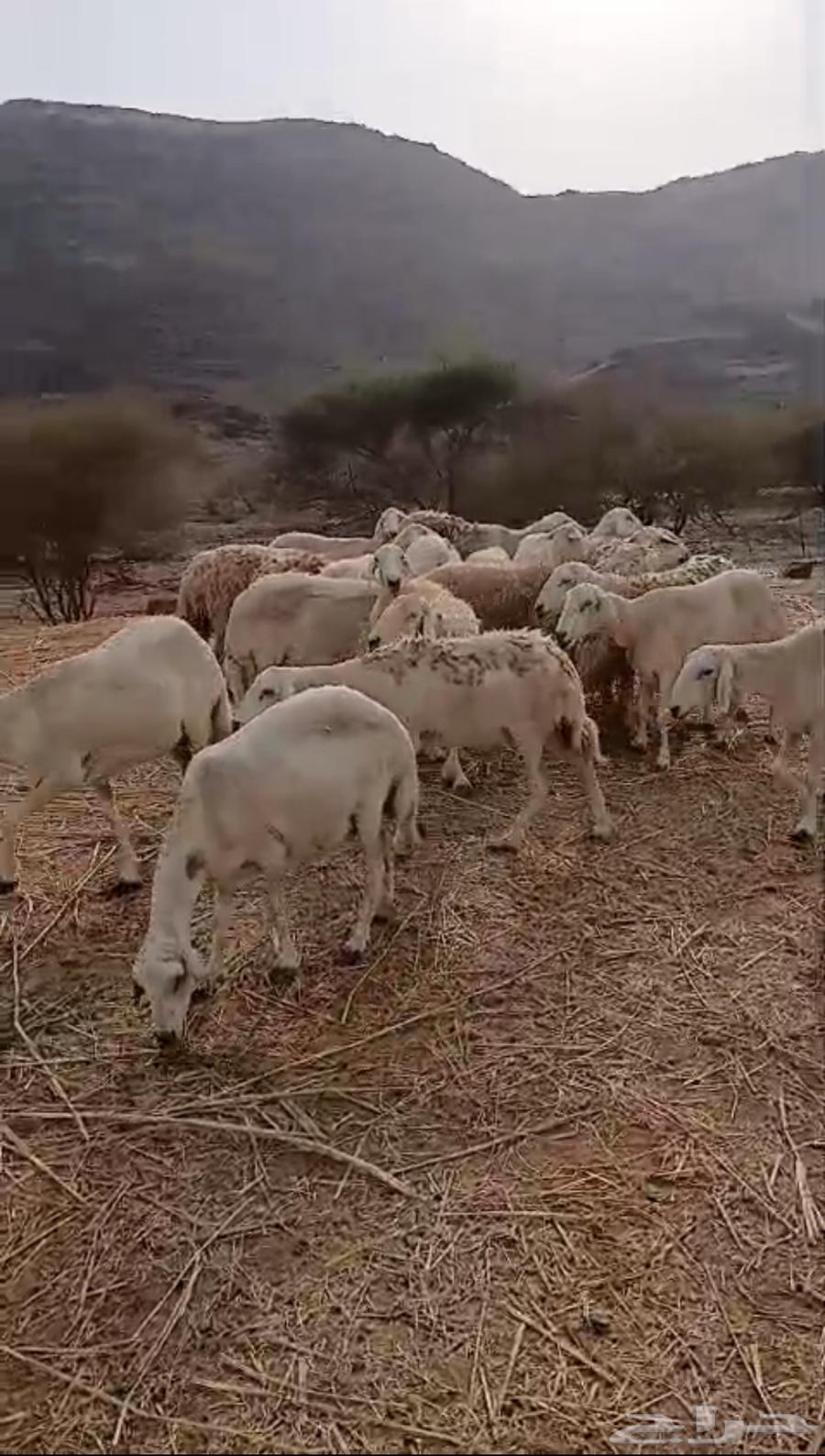 لبيع ضان64412197374081111