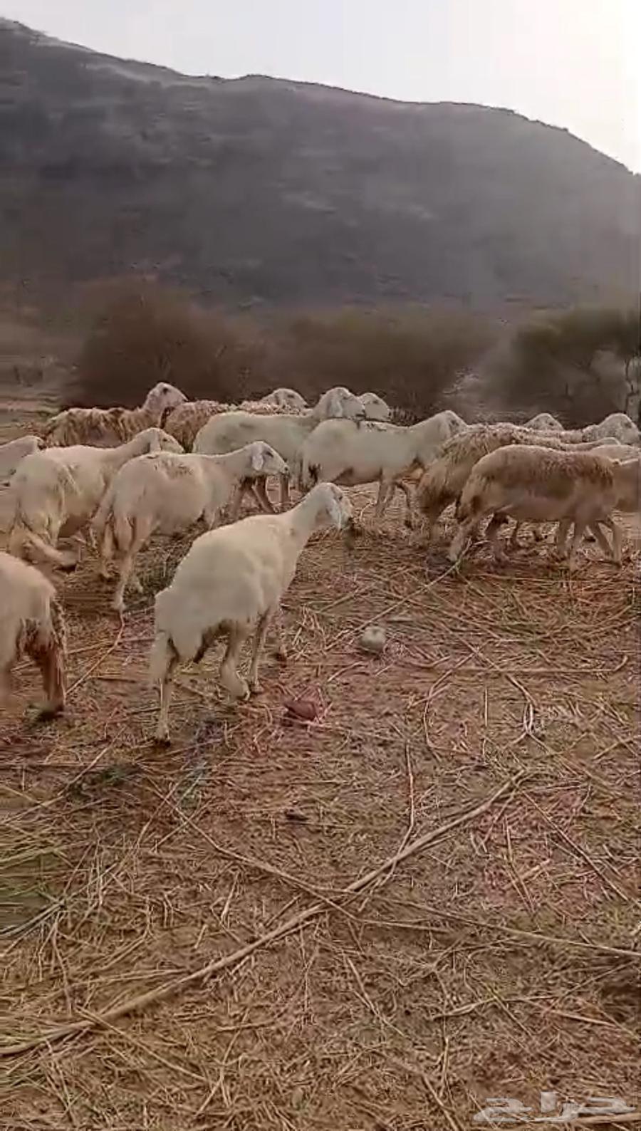 لبيع ضان64412197374081114