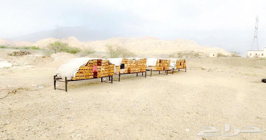 Authentic and guaranteed Sidr honey.64405334325763113