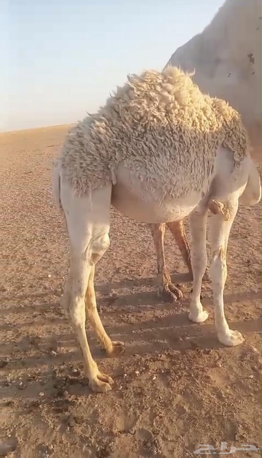 For sale, high-quality purebred foal, age from 7 months and above64405306559105111