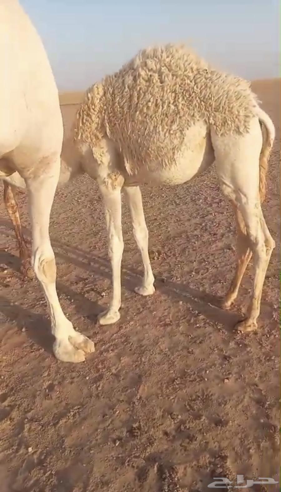 For sale, high-quality purebred foal, age from 7 months and above64405306559105112