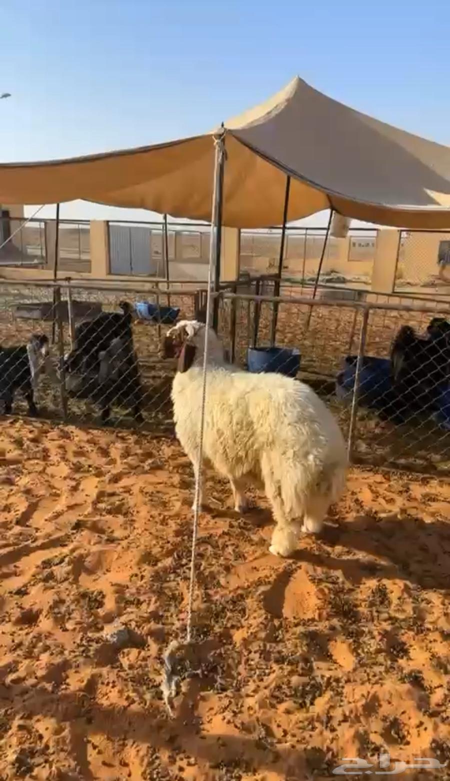 خروف طيب عمره 6 شهور ونص طيب ظهره فل64407196465409112