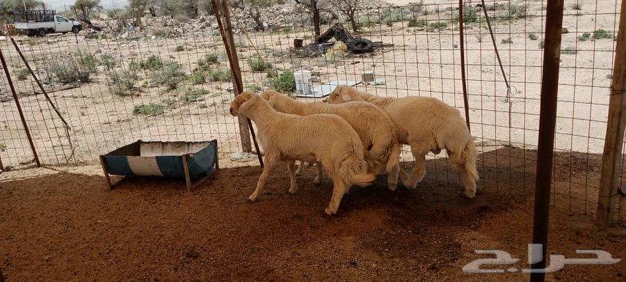 طليان مشروع فحول64409851903233111