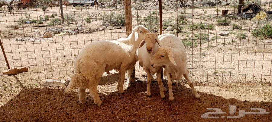 طليان مشروع فحول64409851903233112