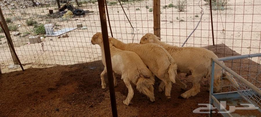 طليان مشروع فحول64409851903233114