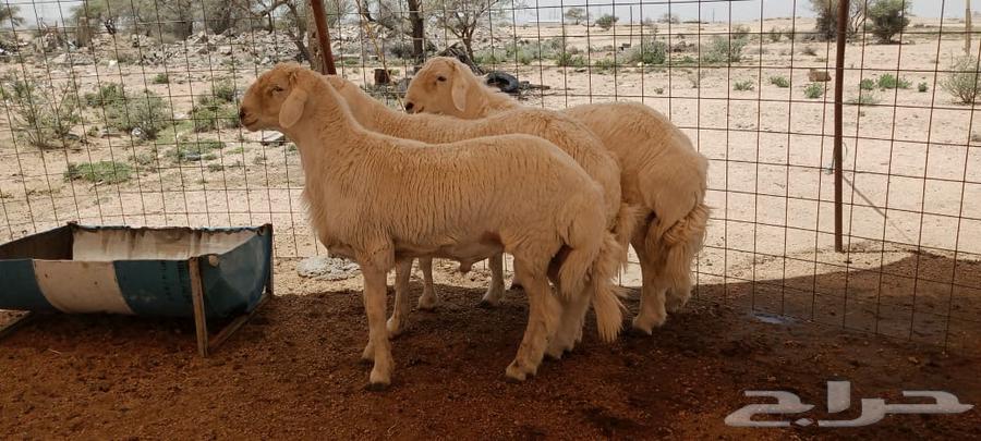 طليان مشروع فحول64409851903233113