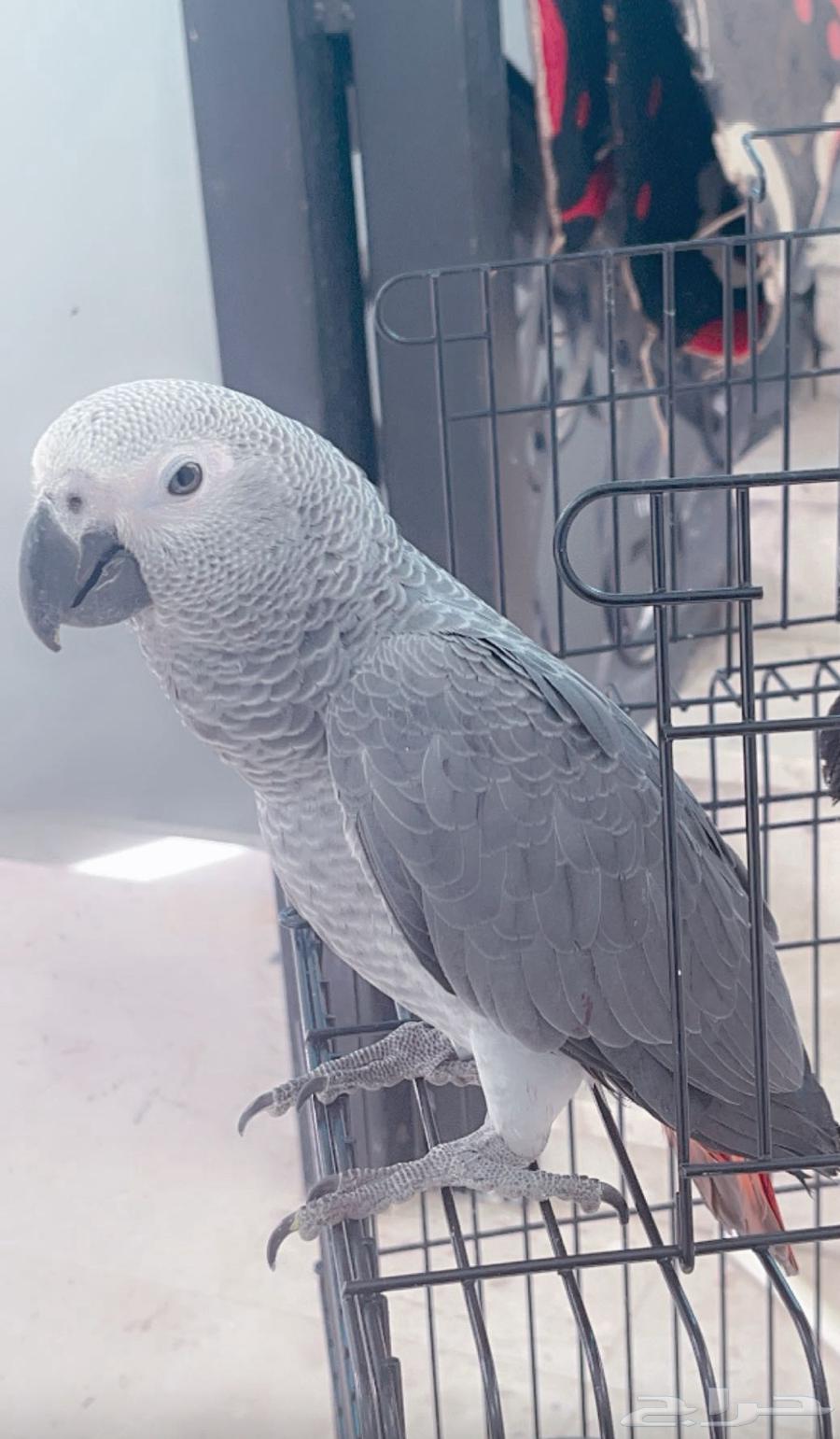 كاسكو هدد نشبه64408329606787112