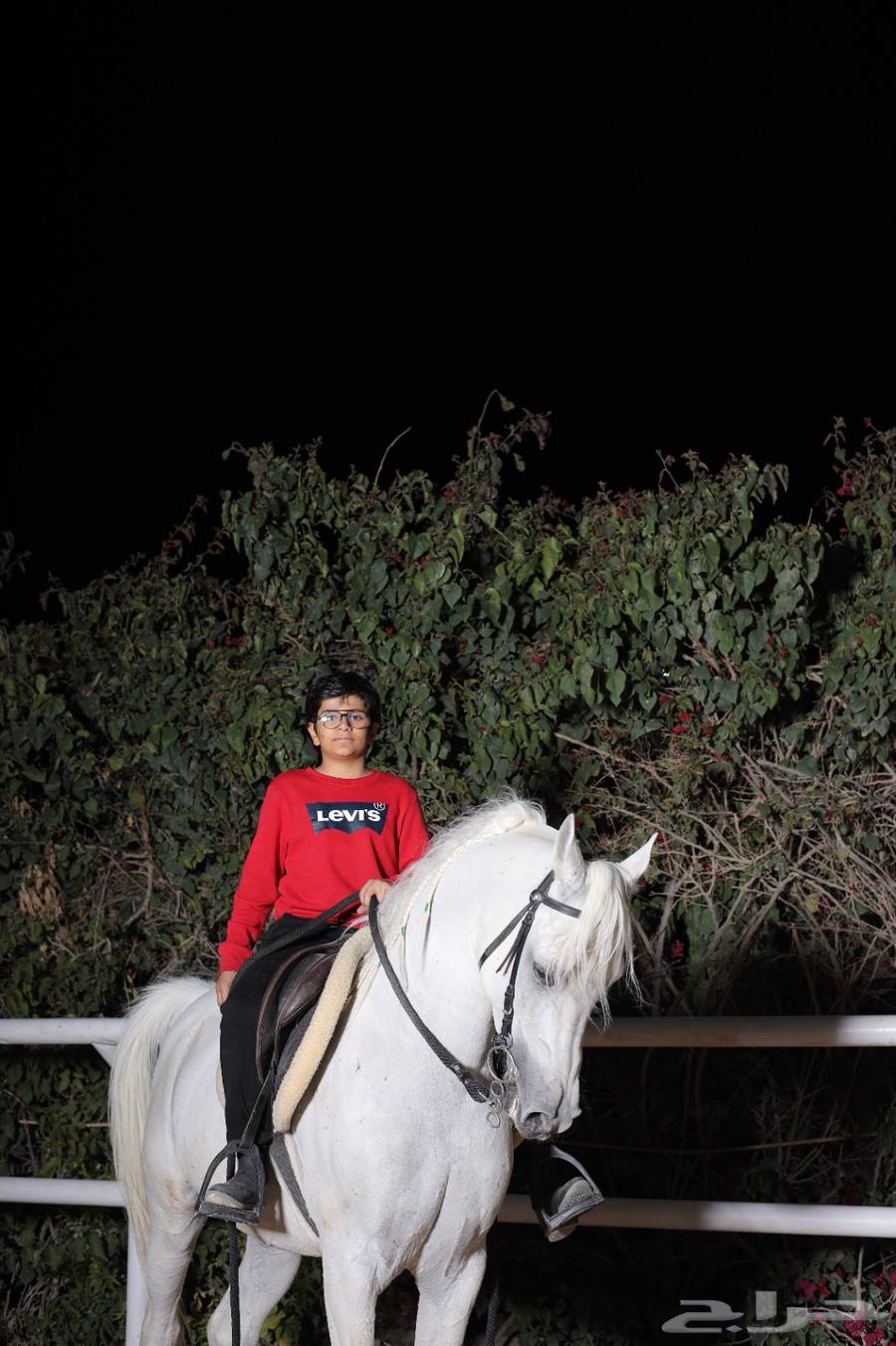 فحل للبيع64409268831746114