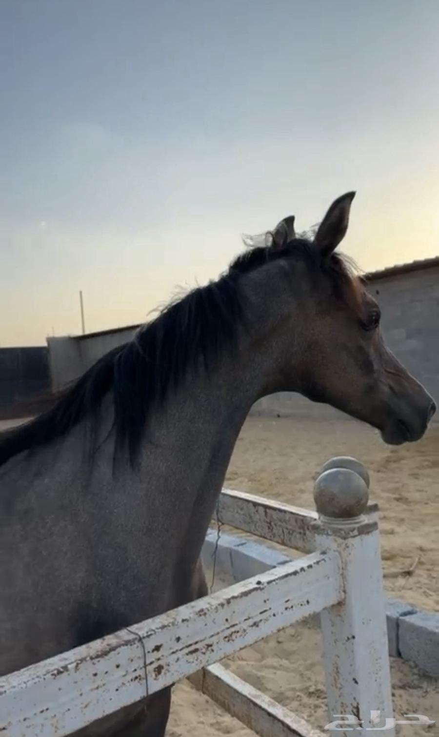 مهر عربي مزيييون بكامل اوراقه64408287074051113